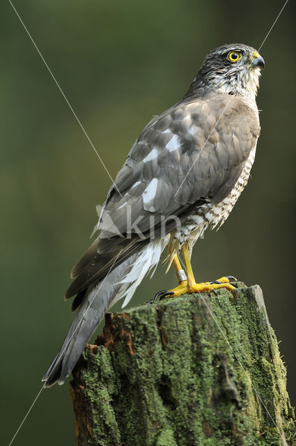 Sperwer (Accipiter nisus)