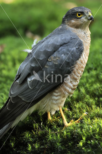 Sperwer (Accipiter nisus)