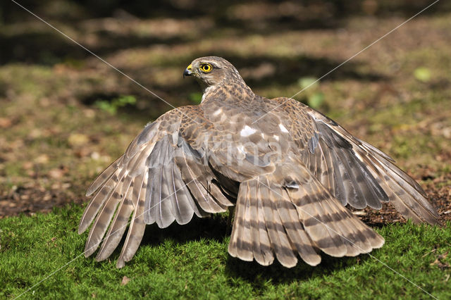 Sperwer (Accipiter nisus)