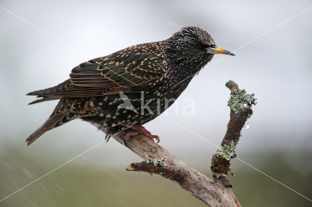 Spreeuw (Sturnus vulgaris)