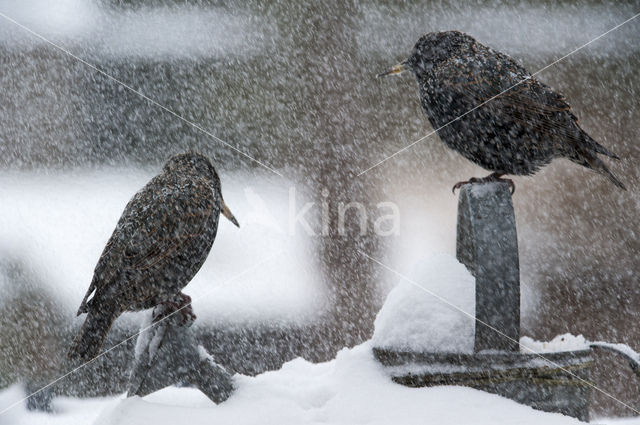 Spreeuw (Sturnus vulgaris)