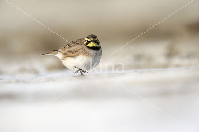 Strandleeuwerik (Eremophila alpestris  )