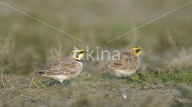 Strandleeuwerik (Eremophila alpestris  )