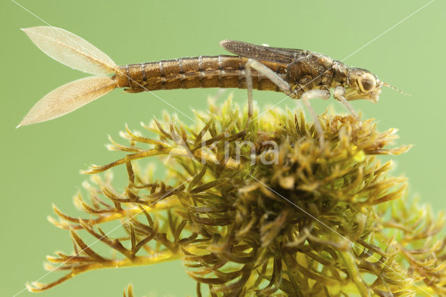 Tengere grasjuffer (Ischnura pumilio)