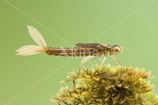 Tengere grasjuffer (Ischnura pumilio)