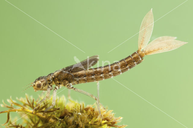 Tengere grasjuffer (Ischnura pumilio)