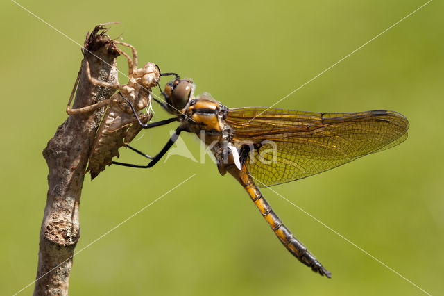 Tweevlek (Epitheca bimaculata)