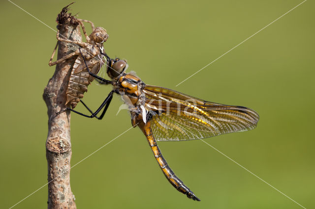 Tweevlek (Epitheca bimaculata)