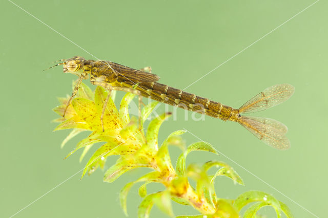 Variabele waterjuffer (Coenagrion pulchellum)