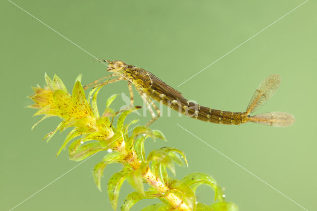 Variabele waterjuffer (Coenagrion pulchellum)