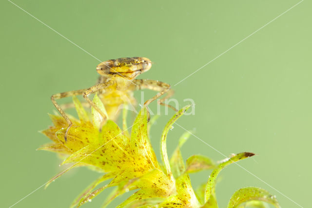 Variabele waterjuffer (Coenagrion pulchellum)