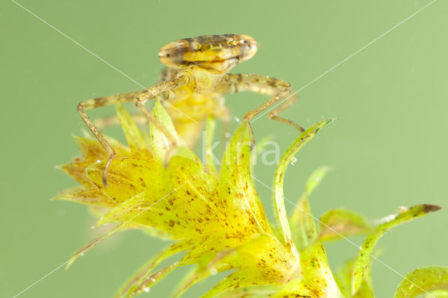 Variabele waterjuffer (Coenagrion pulchellum)