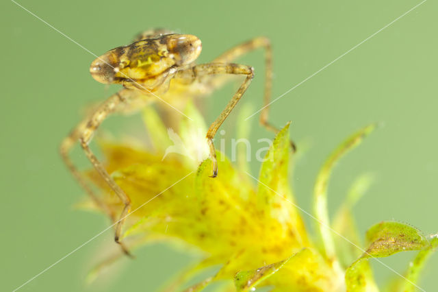 Variabele waterjuffer (Coenagrion pulchellum)