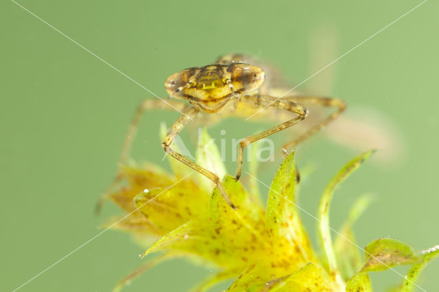 Variabele waterjuffer (Coenagrion pulchellum)