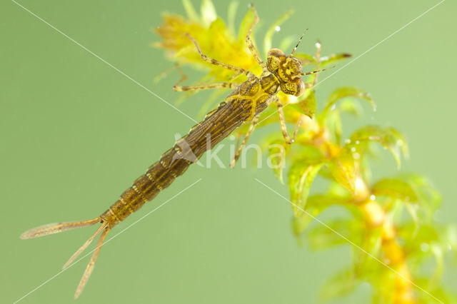 Variabele waterjuffer (Coenagrion pulchellum)