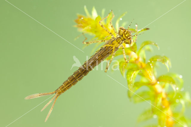 Variabele waterjuffer (Coenagrion pulchellum)