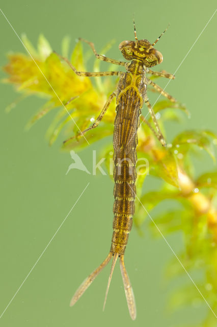 Variabele waterjuffer (Coenagrion pulchellum)