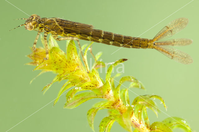 Variabele waterjuffer (Coenagrion pulchellum)