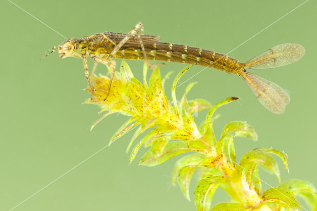 Variabele waterjuffer (Coenagrion pulchellum)