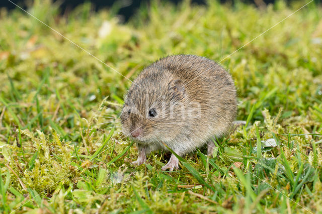 Veldmuis (Microtus arvalis)