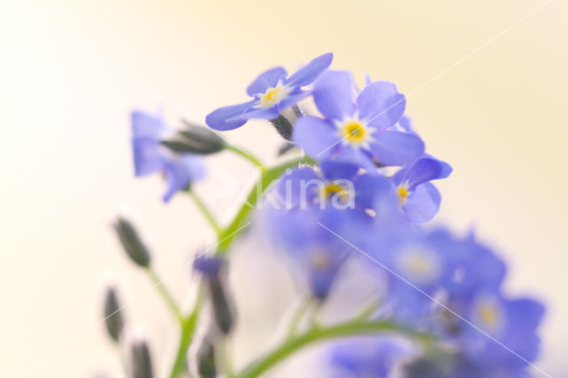 Vergeet-mij-nietje (Myosotis spec.)