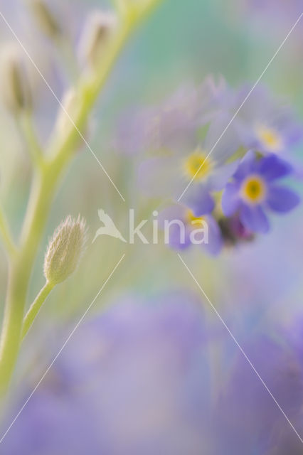 Vergeet-mij-nietje (Myosotis spec.)