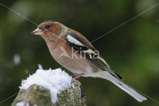 Vink (Fringilla coelebs)