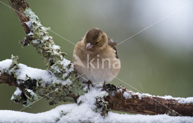 Vink (Fringilla coelebs)