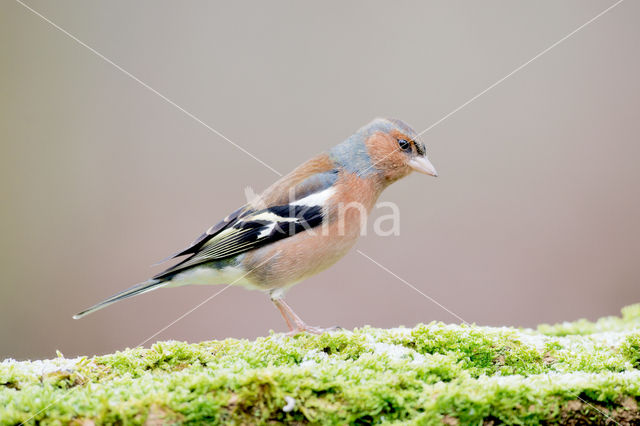 Vink (Fringilla coelebs)