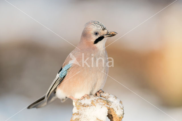 Vlaamse Gaai (Garrulus glandarius)