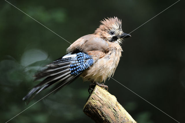 Vlaamse Gaai (Garrulus glandarius)