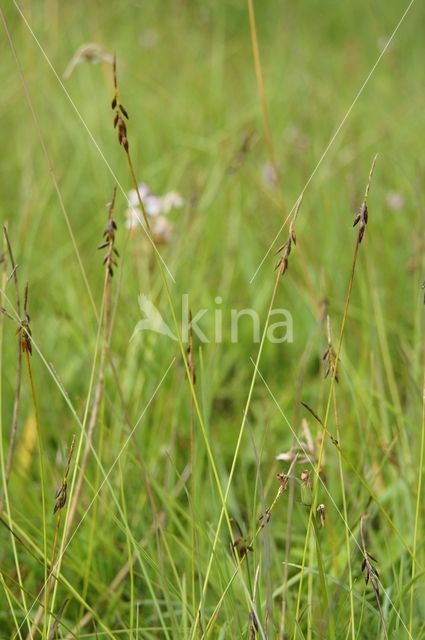 Vlozegge (Carex pulicaris)