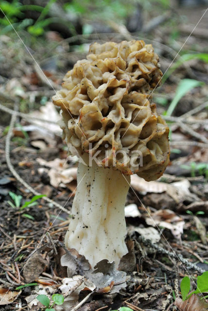 Voorjaarskluifzwam (Gyromitra esculenta)