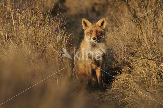 Vos (Vulpes vulpes)