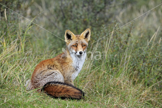 Vos (Vulpes vulpes)