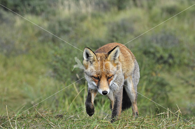 Vos (Vulpes vulpes)