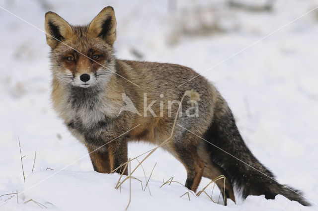 Vos (Vulpes vulpes)