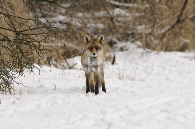 Vos (Vulpes vulpes)