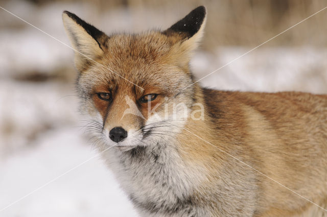 Vos (Vulpes vulpes)