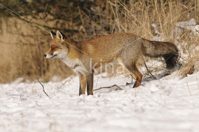 Vos (Vulpes vulpes)