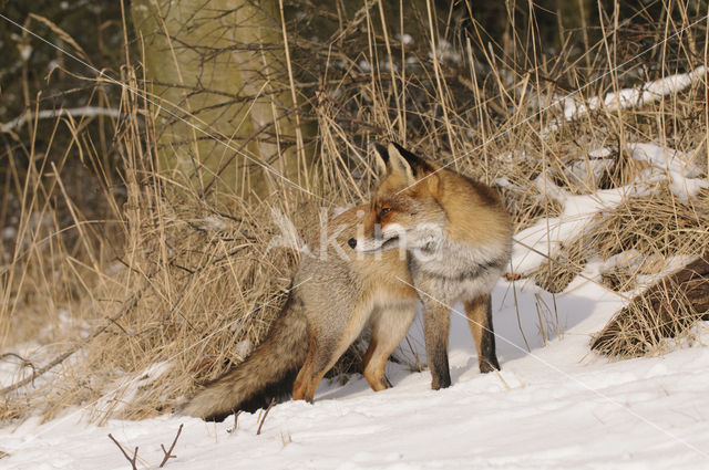 Vos (Vulpes vulpes)