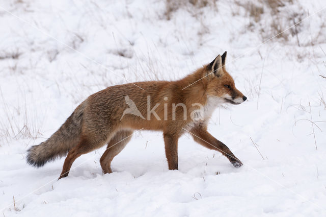 Vos (Vulpes vulpes)