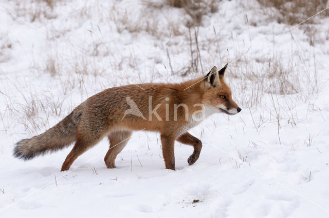 Vos (Vulpes vulpes)