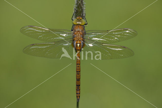 Vroege glazenmaker (Aeshna isosceles)