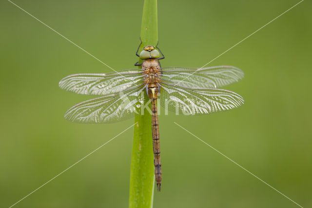 Vroege glazenmaker (Aeshna isoceles)