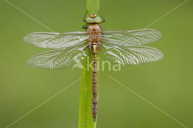 Vroege glazenmaker (Aeshna isoceles)