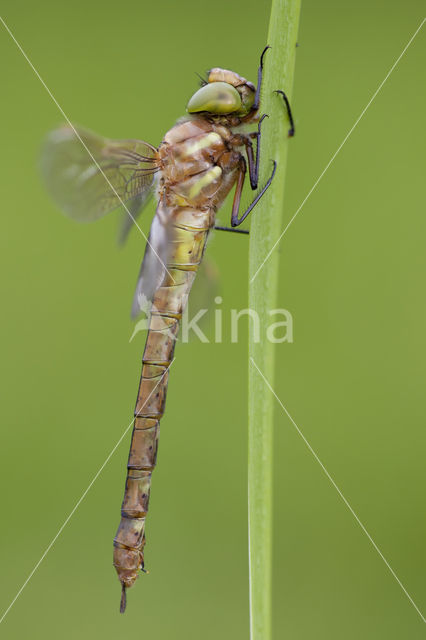 Vroege glazenmaker (Aeshna isoceles)