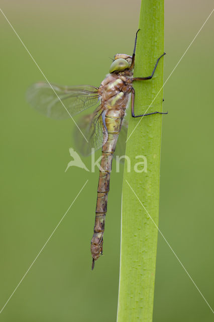 Vroege glazenmaker (Aeshna isoceles)