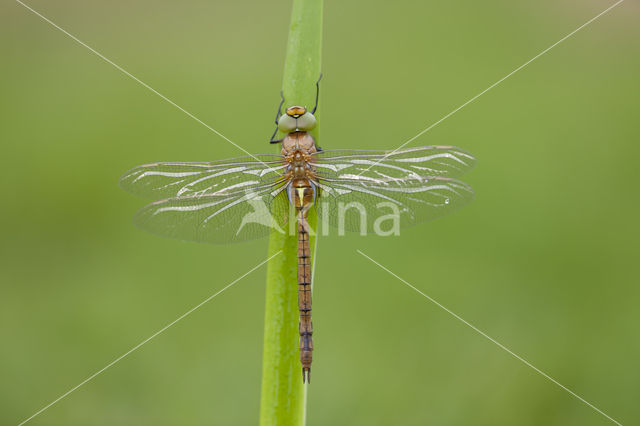 Vroege glazenmaker (Aeshna isoceles)