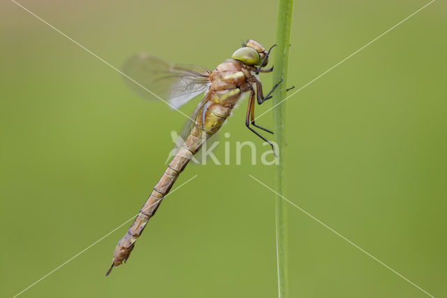 Vroege glazenmaker (Aeshna isoceles)